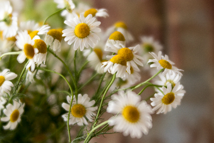 第一版主 藏经阁：探索古籍珍藏与文化传承的智慧之旅