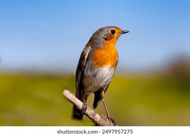 畅享八戒在线影视免费，海量精彩影片随心看