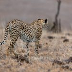 精彩漫画大全:探索多元风格与故事的奇幻世界 7q1p6