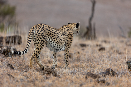 精彩漫画大全：探索多元风格与故事的奇幻世界