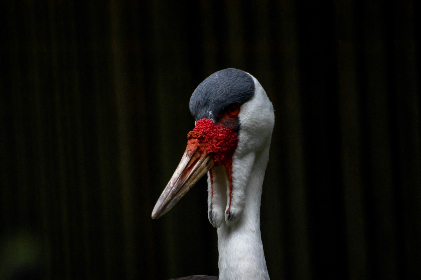 精灵探访记第一集在线观看：奇幻冒险之旅开启