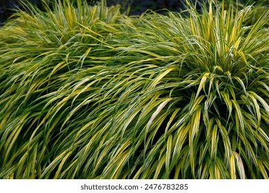 畅享免费看韩漫在线，尽情沉浸精彩故事世界