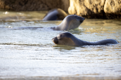 第一大弟子：精彩漫画免费阅读，快来探索吧！