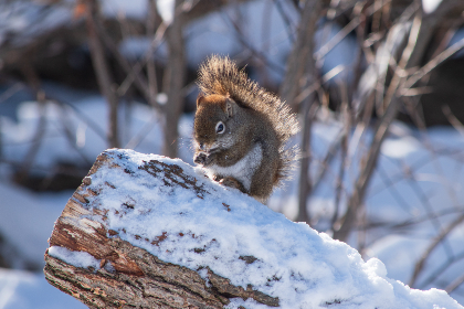 简单动漫下载：轻松获取你最爱的动漫资源与推荐